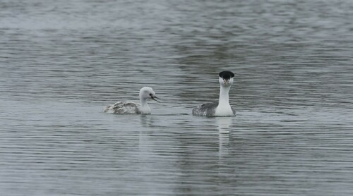 iNaturalist observation photo of Clark's Grebe
