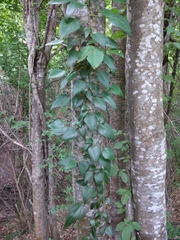 Hedera pastuchovii