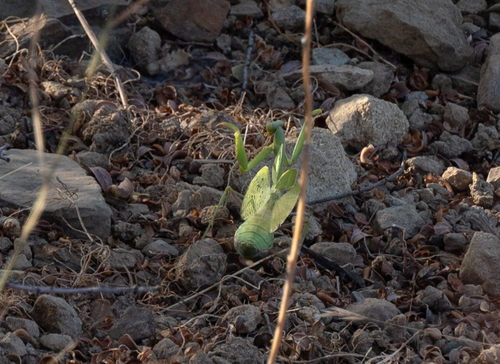 Arizona Mantis photo 3