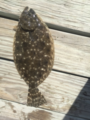 Paralichthys lethostigma