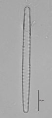 Fragilaria capucina