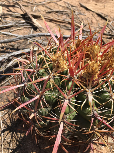 San Diego Barrel Cactus