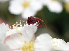 Anthonomus quadrigibbus