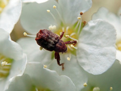 Anthonomus quadrigibbus