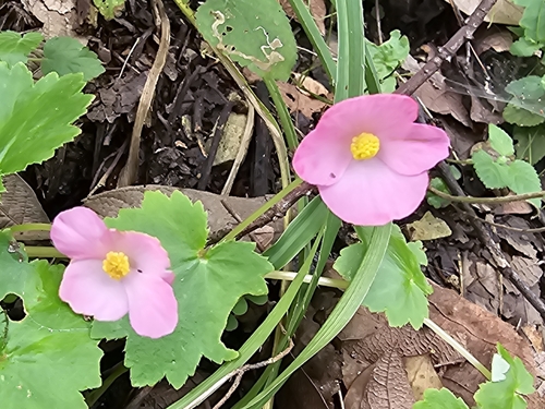 Begonia uniflora, photograph 5