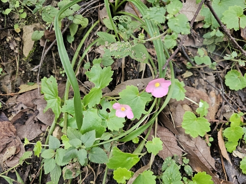 Begonia uniflora, photograph 6