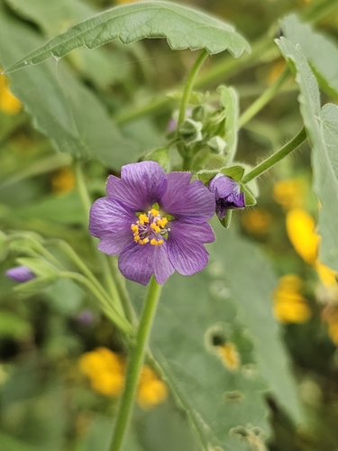 purple gaymallow (Batesimalva violacea)