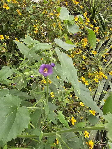 Image of Batesimalva violacea by (c) Liliana Ramírez-Freire, some rights reserved (CC BY)