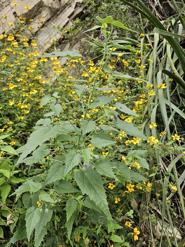 Image of Batesimalva violacea by (c) Liliana Ramírez-Freire, some rights reserved (CC BY)