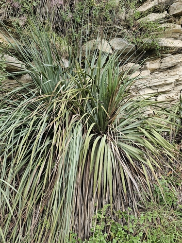 Berlandier's Sotol (Dasylirion berlandieri)