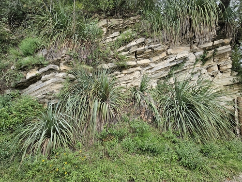 Image of Dasylirion berlandieri by (c) Liliana Ramírez-Freire, some rights reserved (CC BY)