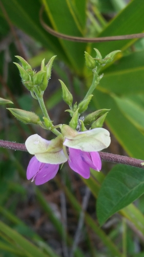 Image of Galactia purshii by (c) Jay Horn, some rights reserved (CC BY)