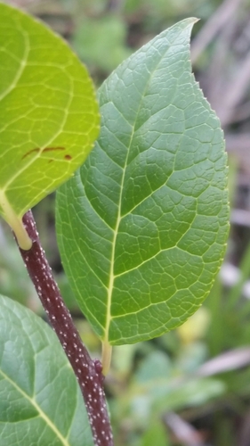 Carolina holly (Ilex ambigua)