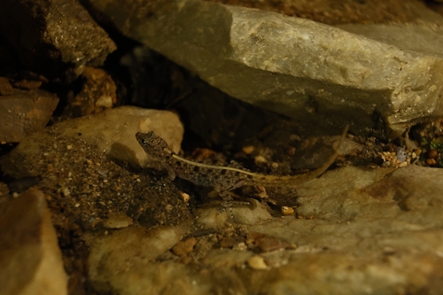 Sabin’s Nellore dwarf gecko, Cnemaspis avasabinae