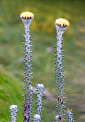 Lasiocephalus ovatus