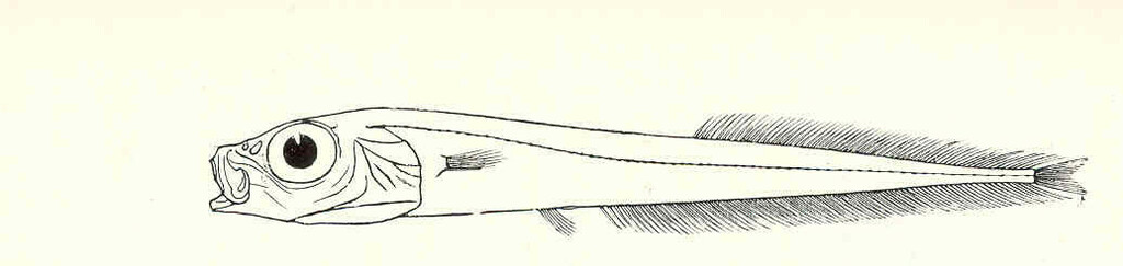 Leptoderma