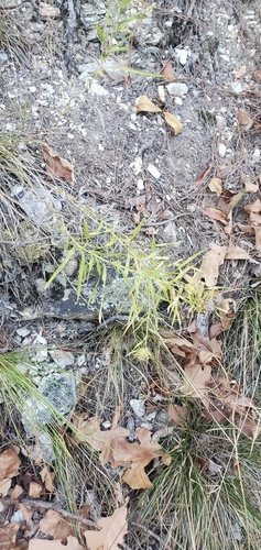 Image of Liatris compacta by (c) Mitch Van Dyke, some rights reserved (CC BY)