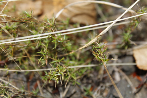 Image of Sabulina michauxii by (c) Alex Karasoulos, some rights reserved (CC BY)