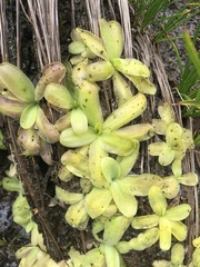 Pinguicula macroceras