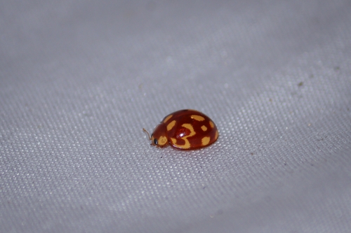 Neocalvia cayennensis