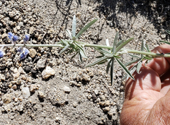 Lupinus adsurgens
