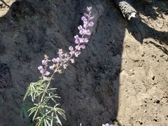 Lupinus adsurgens