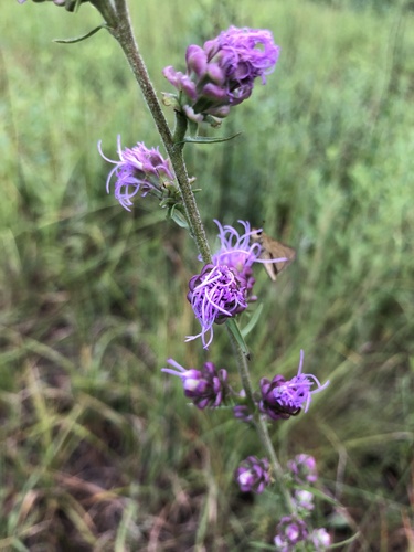 Liatris aspera