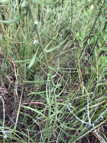 Liatris aspera