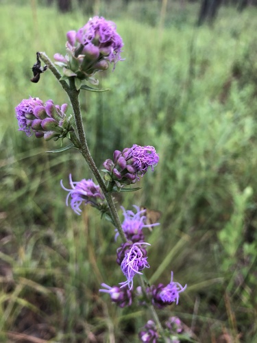 Liatris aspera