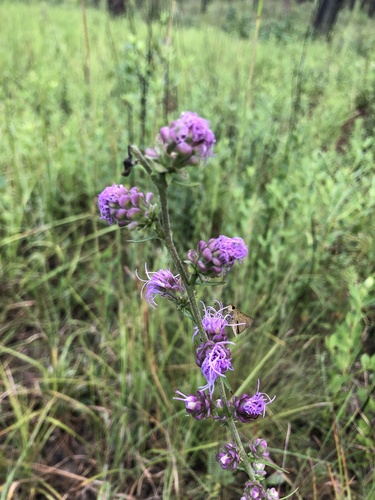 Liatris aspera
