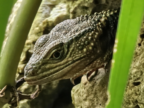 Knob-scaled Lizard, Xenosaurus grandis