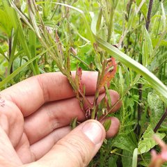 Oenothera hexandra