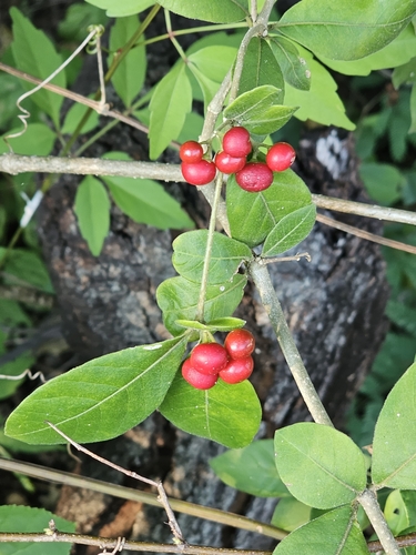 Image of Rauvolfia tetraphylla by (c) Liliana Ramírez-Freire, some rights reserved (CC BY)