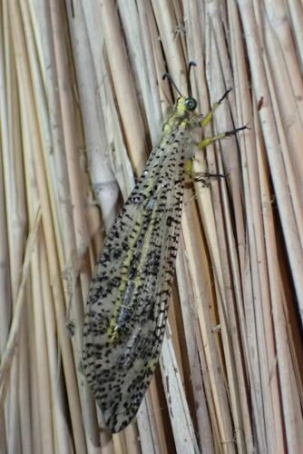 Dotted Veld Antlion photo 3