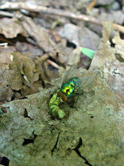 Lucilia illustris