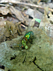 Lucilia illustris
