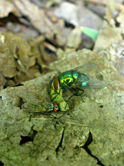 Lucilia illustris