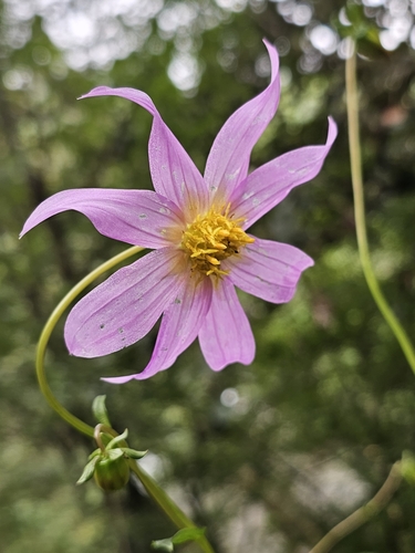 Image of Dahlia imperialis by (c) Liliana Ramírez-Freire, some rights reserved (CC BY)