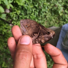 Opsiphanes tamarindi