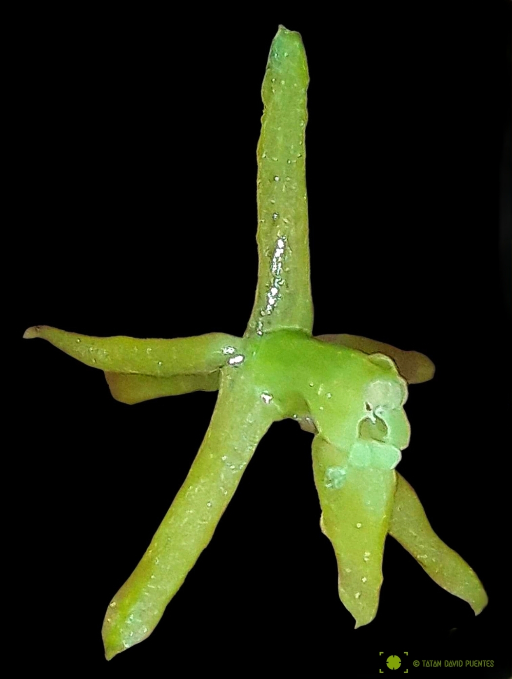 Epidendrum inornatum Schltr.
