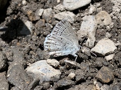 Cupido amyntula