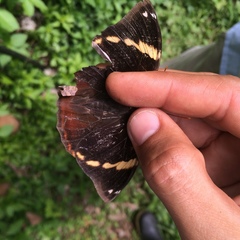 Opsiphanes tamarindi