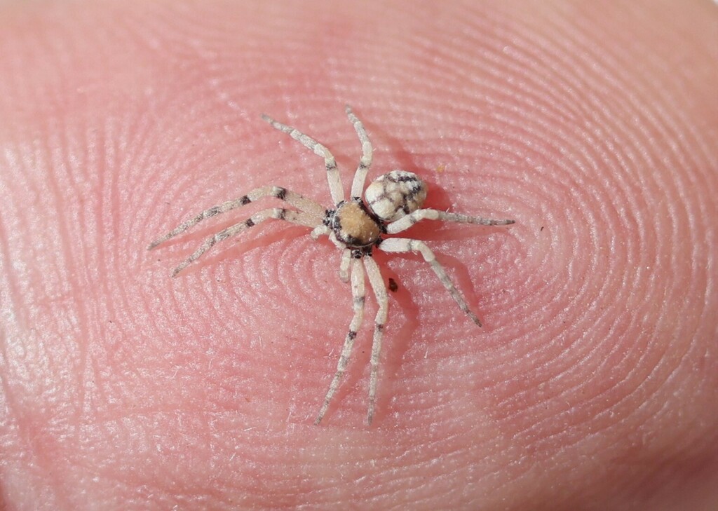 Philodromus marginellus