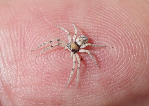 Philodromus marginellus