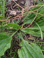 Plantago