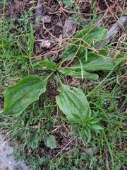 Plantago