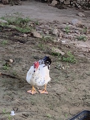 Cairina moschata domestica