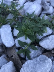 Stylosanthes biflora