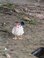 Cairina moschata domestica