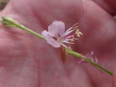 Oenothera podocarpa